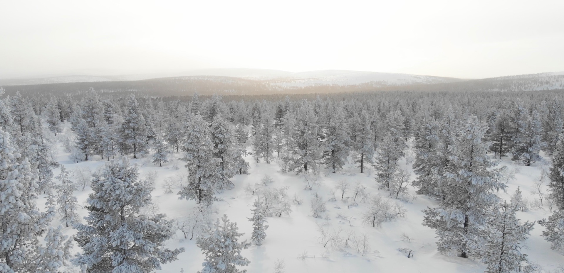 Fells & forests in Saariselkä, Inari